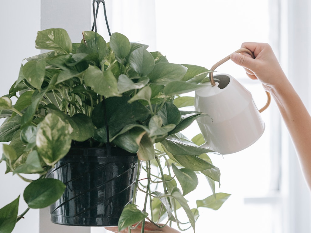 Green Cleaning Interior